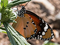 Butterfly, Sri Lanka