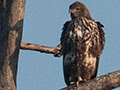Changeable Hawk-Eagle, India