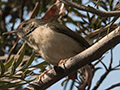 Common Tailorbird, New Delhi, India