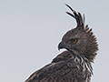 Crested Hawk-Eagle, Sri Lanka