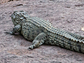 Mugger Crocodile, Sri Lanka