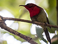Crimson Sunbird, India