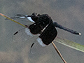 Pied Parasol Dragonfly, Thalangama Lake and Road, Colombo, Sri Lanka