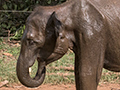 Pinnawala Elephant Orphanage, Sri Lanka