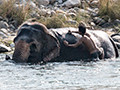 Elephant Wash, India