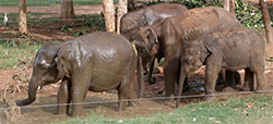 Pinnawala Elephant Orphanage