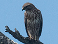 Eurasian Kestrel, Horton Plains National Park, Sri Lanka