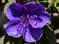 Violet Flower, Horton Plains National Park, Sri Lanka