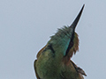 Green Bee-eater, Sri Lanka