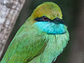 Green Bee-eater, Sri Lanka