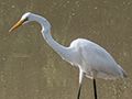 Great Egret, Sri Lanka