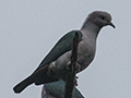 Green Imperial-Pigeon, Sri Lanka