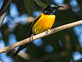 Green-tailed Sunbird, Green Glen Lodge, India