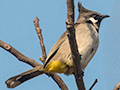 Conserve the House Sparrow, Okhla Bird Sanctuary, Noida, India
