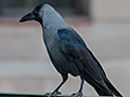 House Crow, Ashok Country Resort, New Delhi, India