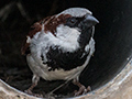 House Sparrow en Route to Kitulgala, Sri Lanka