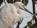 Intermediate Egret, Sri Lanka