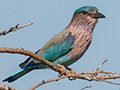 Indian Roller, Sri Lanka