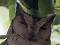 Indian Scops-Owl, Sri Lanka