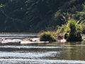 Kelani River, Kitulgala, Sri Lanka