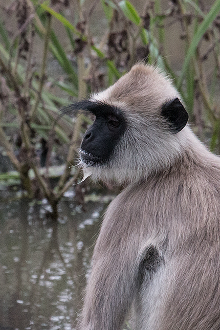 Purple-faced Langur (Purple-faced Leaf Monkey), Yala National Park, Sri Lanka