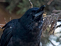 Large-billed Crow, Horton Plains National Park, Sri Lanka