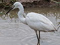 Little Egret, Sri Lanka