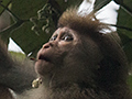 Toque Macaque, Sri Lanka