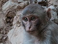 Macaque, India