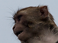 Macaque, Jungle Lore Birding Lodge, Pangot, India