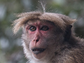 Adult Toque Macaque, Hakgala Botanical Garden, Sri Lanka