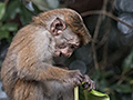 Juvenile Toque Macaque, Hakgala Botanical Garden, Sri Lanka