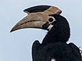 Malabar Pied-Hornbill, Sri Lanka