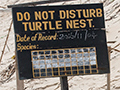 Marine Turtle Nest, Sri Lanka