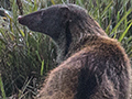 Stripe-necked Mongoose, Horton Plains National Park, Sri Lanka