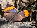Oakleaf Butterfly, Gardur Lake, India