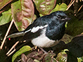 Oriental Magpie-Robin, Victoria Park, Nuwara Eliya, Sri Lanka