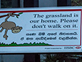 The grassland is our home, Horton Plains National Park, Sri Lanka