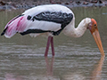 Painted Stork, Sri Lanka