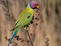 Plum-headed Parakeet, India