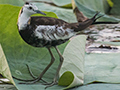 Pheasant-tailed Jacana, Sri Lanka