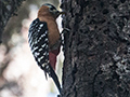Rufous-bellied Woodpecker, On Binayak Road from Pangot to Binayak, India