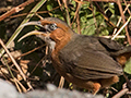 Rusty-cheeked Scimitar-Babbler, India