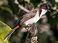 Red-vented Bulbul, Tiger Camp, India