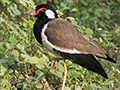 Red-wattled Lapwing, Sri Lanka