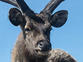 Sambar Deer, Horton Plains National Park, Sri Lanka