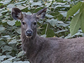 Sambar Deer, India