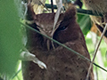 Serendib Scops-Owl, A Sri Lankan Endemic, Kitulgala, Sri Lanka