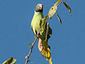 Slaty-headed Parakeet, India
