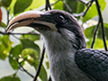 Sri Lanka Gray Hornbill, A Sri Lankan Endemic, Sri Lanka